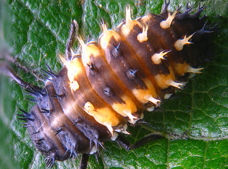 Coccinellidae: Harmonia axyridis